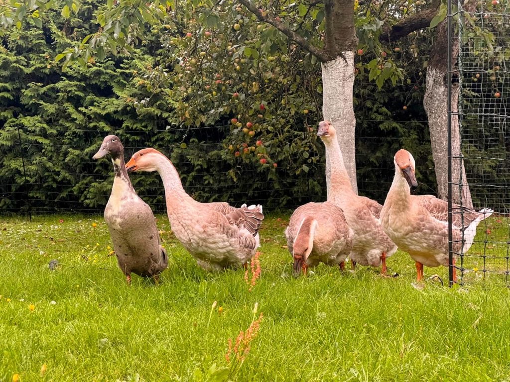 Geese in orchard