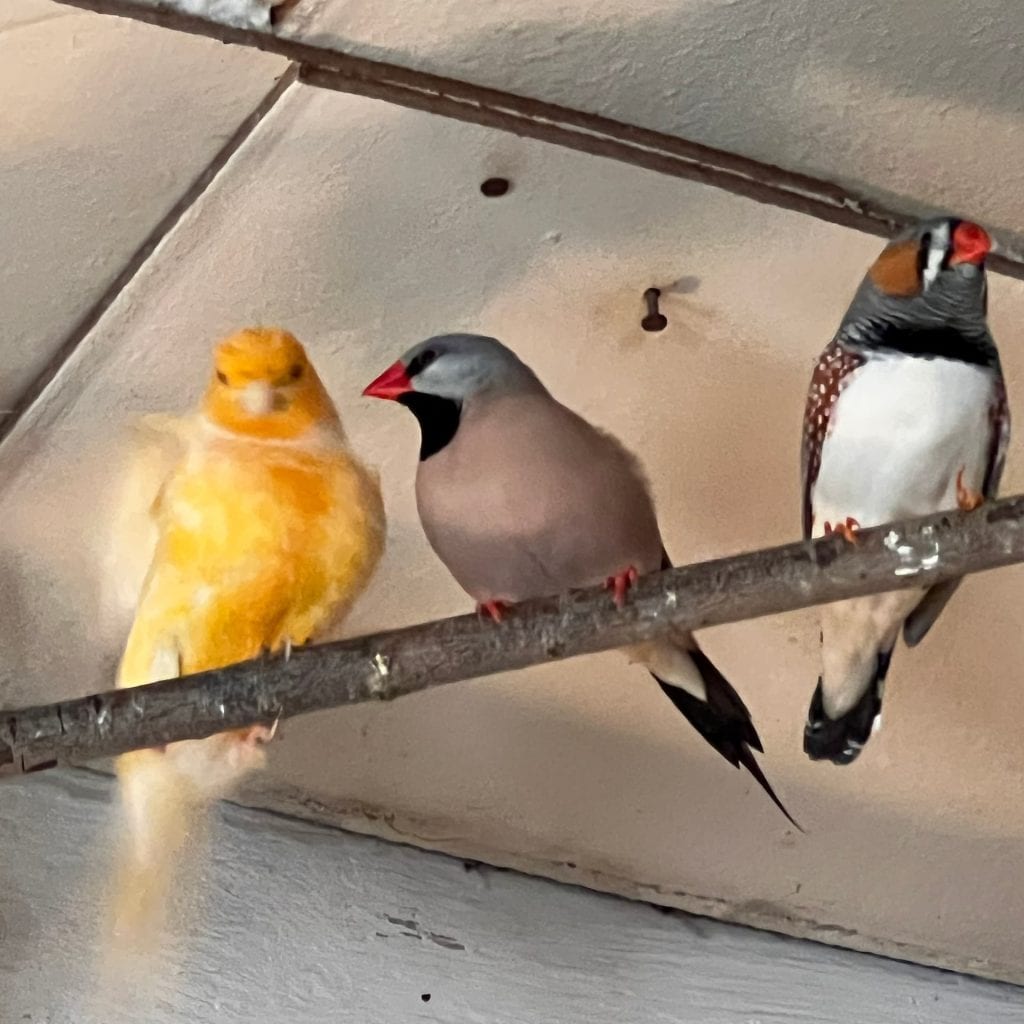 Three birds sat on a perch