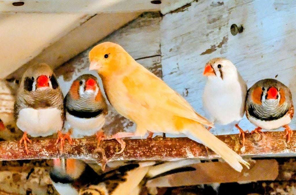 Bird sanctuary birds