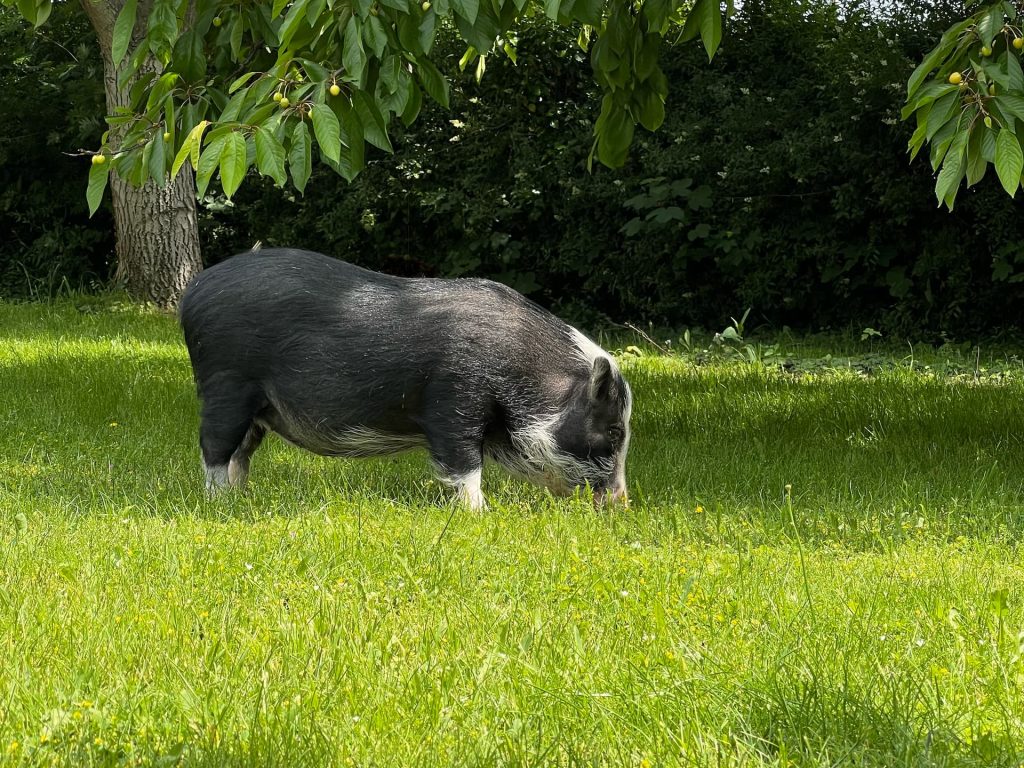Pot belly pig out on grass pasture at an animal sanctuary in Poland