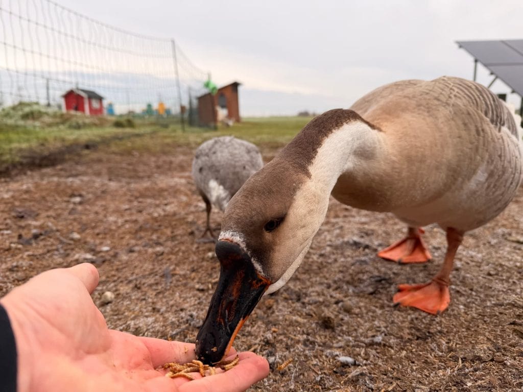 Goose eating out of hand