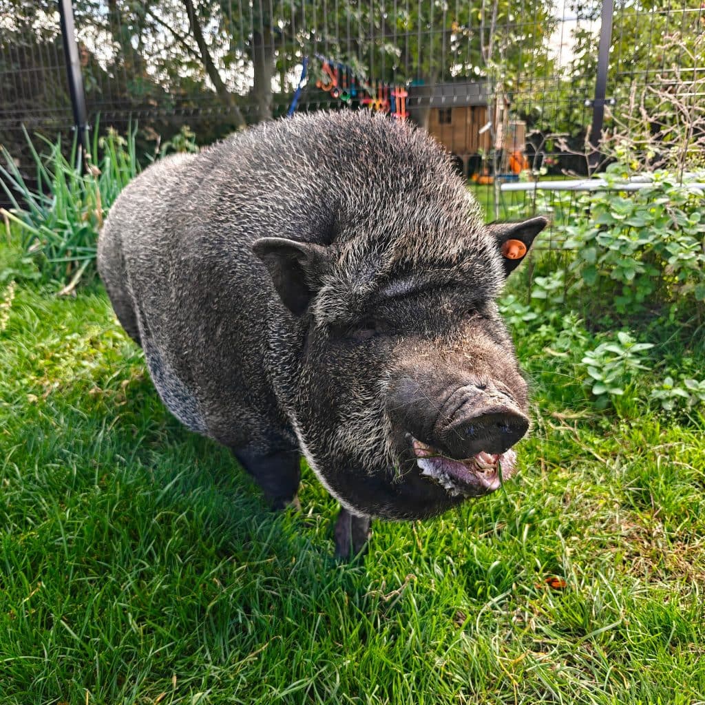 Gustav the pig at Animal Sanctuary Poland