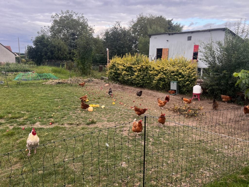 Kury jedzace jablka w azylu dla kur i kogotow