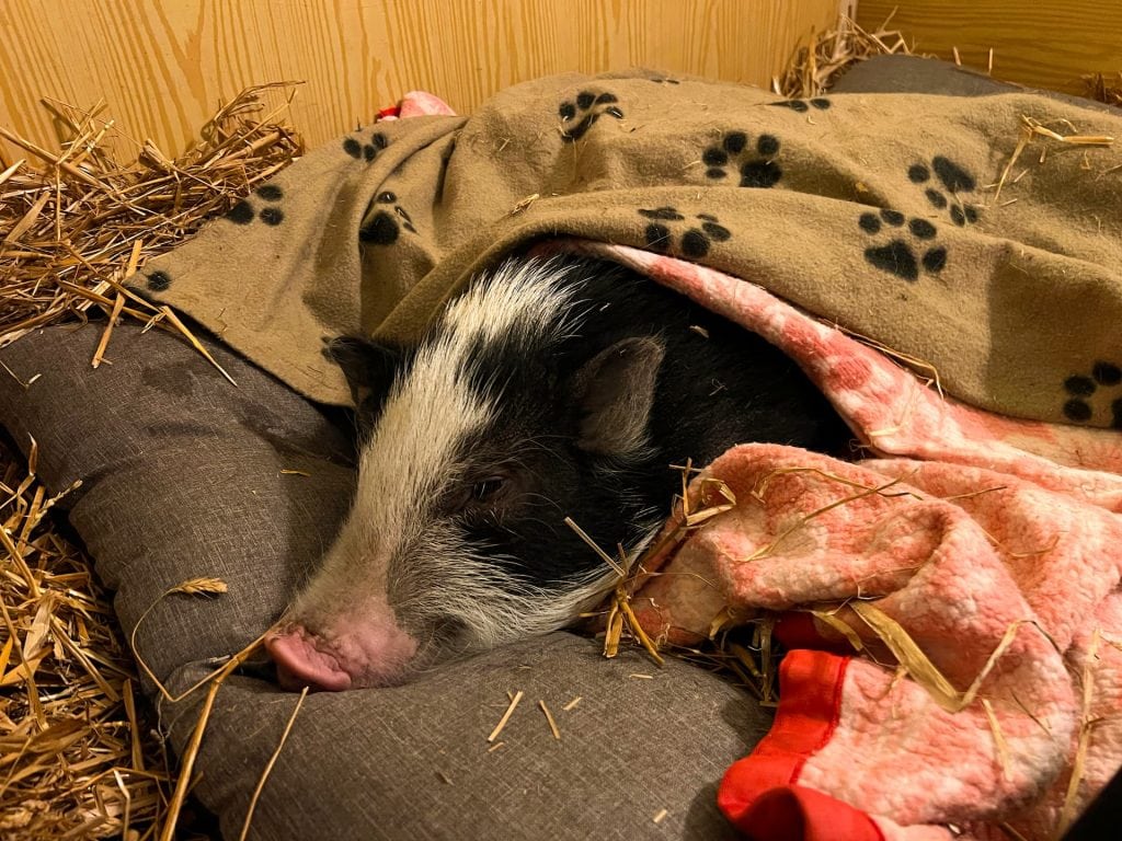 Sanctuary mini pig sleeping in blankets