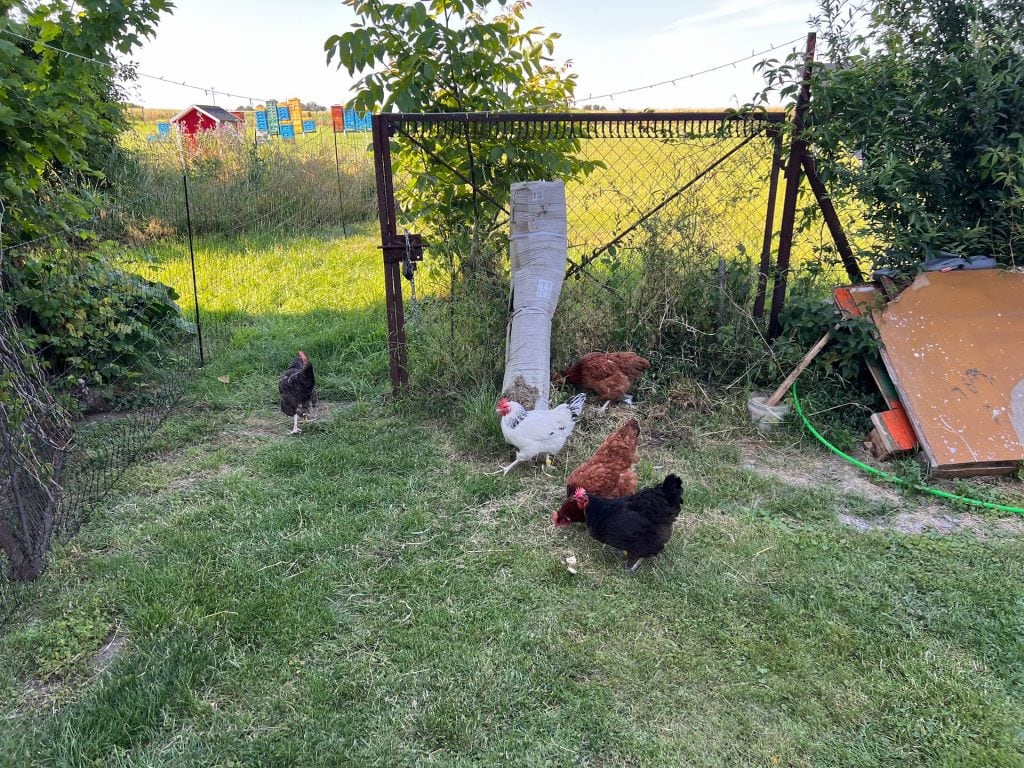 Azyl dla kur w polsce