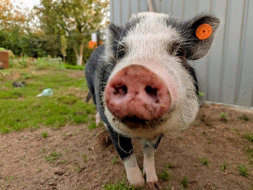 Mini pig looking at the camera