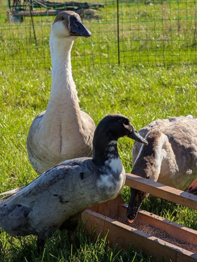 Sanctuary duck eating in pasture