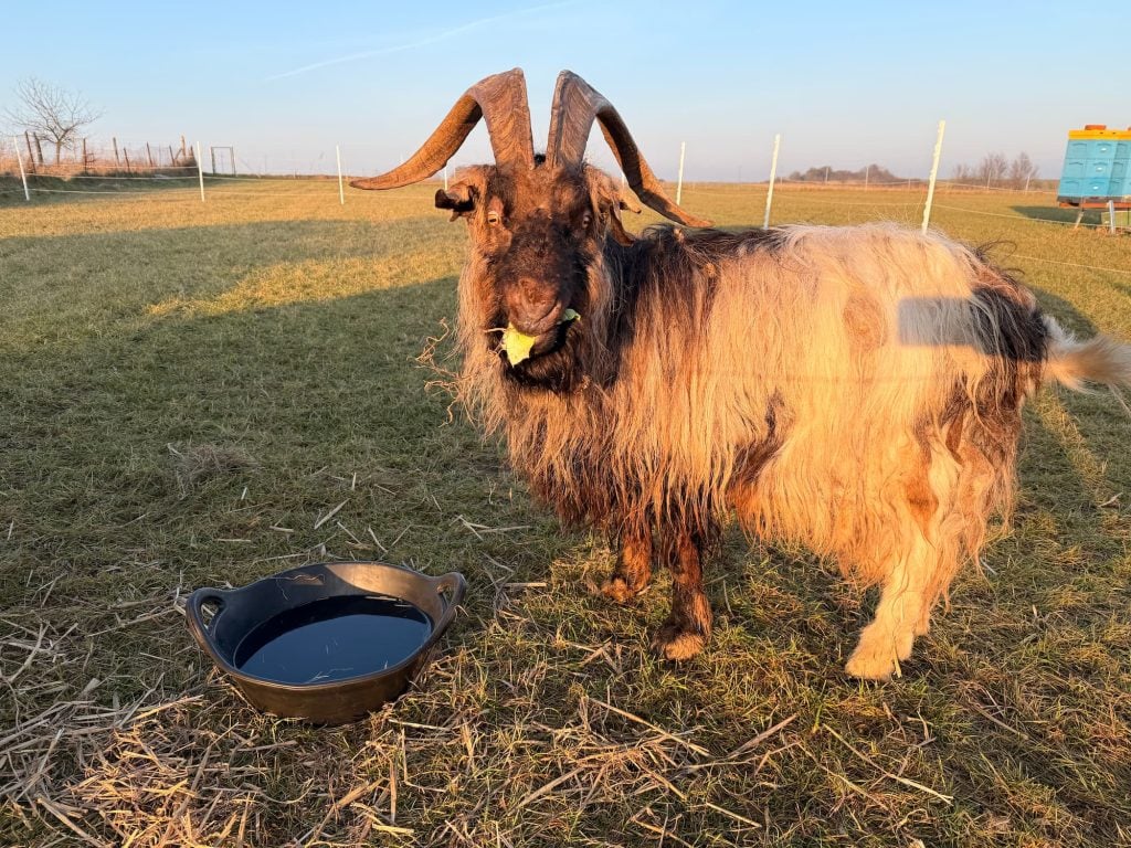 Goat at the Animal Sanctuary in Poland