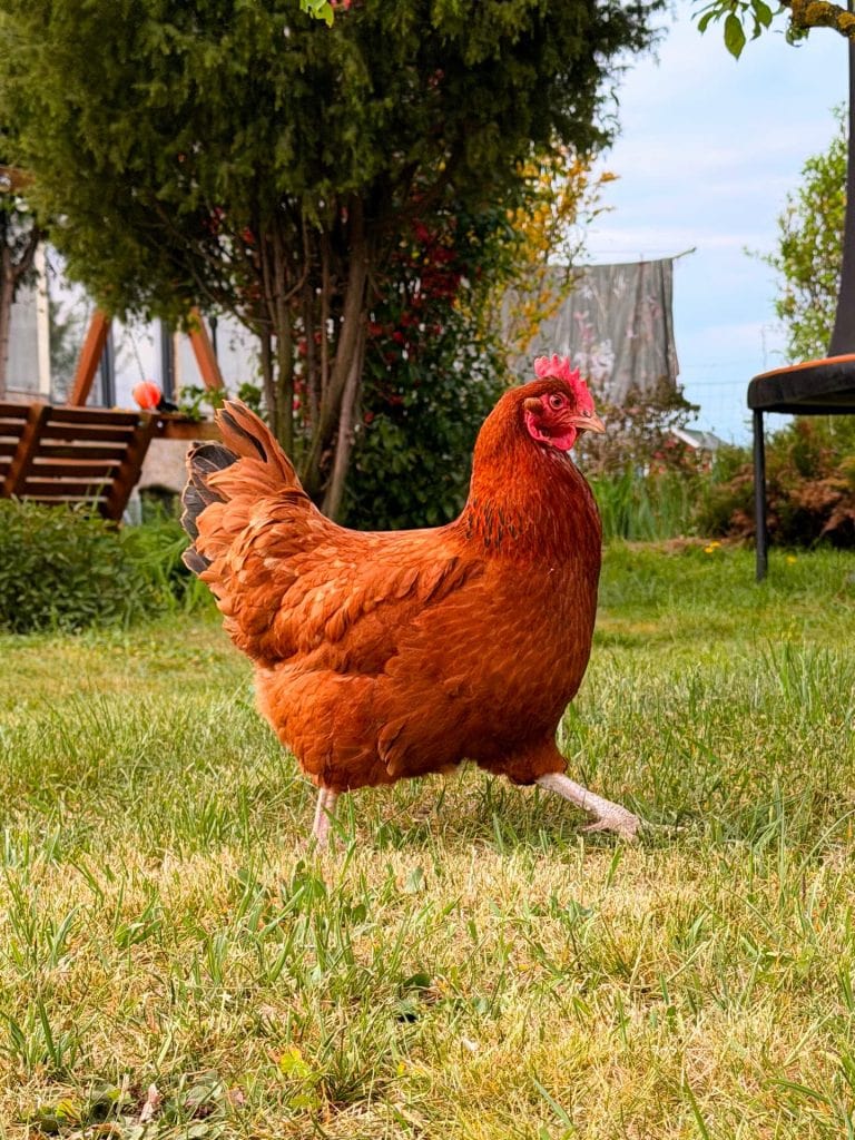 Brown hen at animal sanctuary
