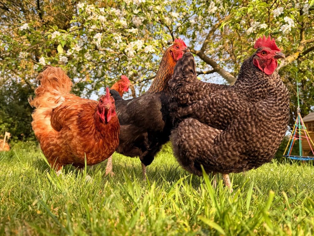 Chickens in apple orchard at a chicken sanctuary