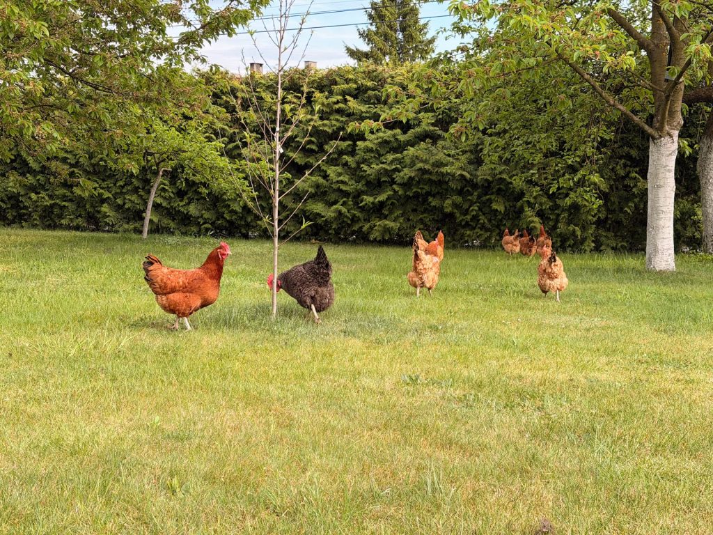Chickens exploring garden