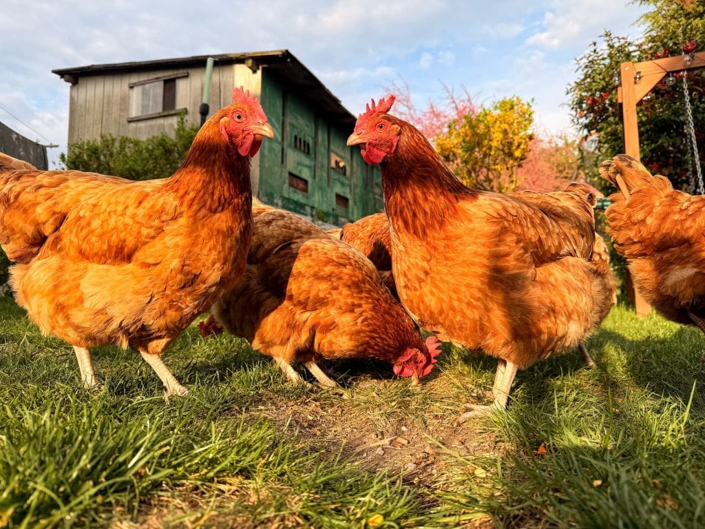 Chickens in evening sun