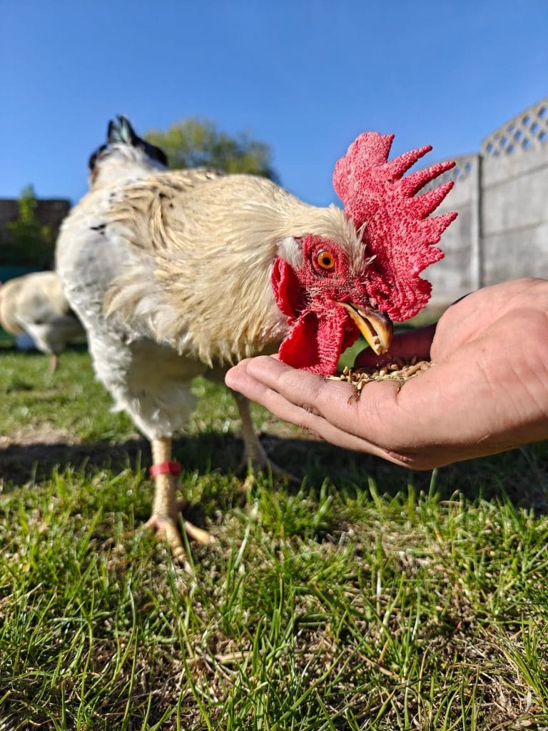 Cockerel being hand fed at cockerel sanctuary